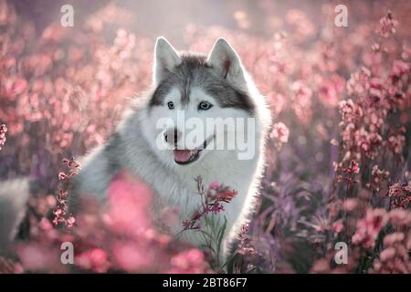 Beautiful portrait of a Siberian Husky in flowers. Stock Photo