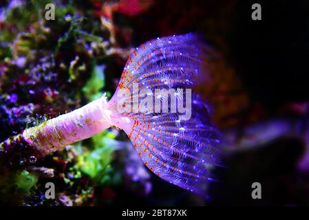 White tiny tube worm in macro scene in marine reef aquaium Stock Photo
