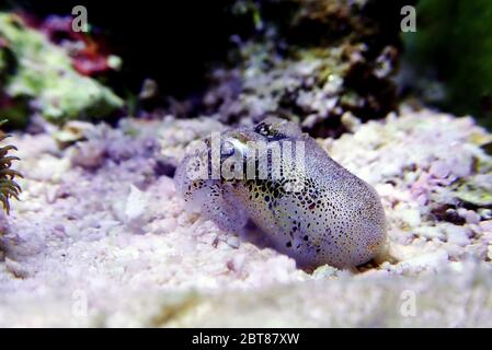 European common cuttlefish - (Sepia officinalis) Stock Photo