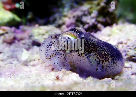 European common cuttlefish - (Sepia officinalis) Stock Photo