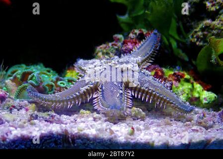 Mediterranean Sea sand Starfish - Astropecten spinulosus Stock Photo
