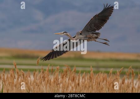 Great Blue Heron flying Stock Photo