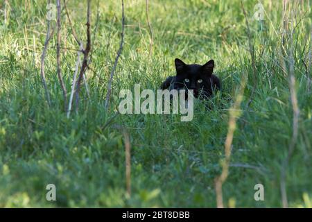 black cat stalking prey in nature Stock Photo