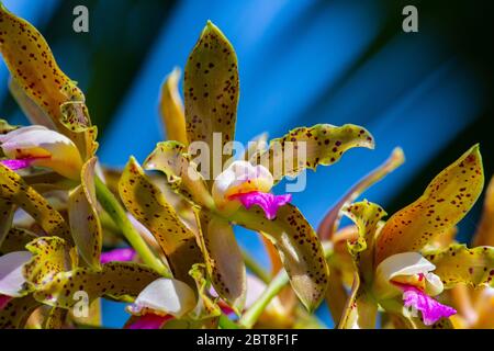 Cattleya guttata tigrina Stock Photo
