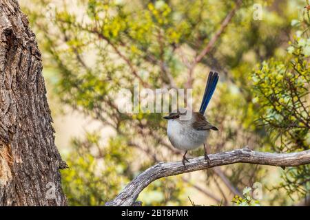 The juveline male Superb Fairywren (Malurus cyaneus) has basic grey plumage with a blue tail. Stock Photo