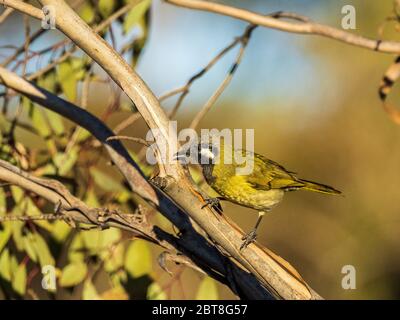 The White-eared Honeyeater (Lichenostomus leucotis) is a medium-sized, olive-brown honeyeater with distinctive white “ears”. Stock Photo
