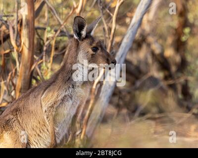 Western Grey Kangaroos (Macropus fuliginosus) have light to dark-brown fur. Paws, feet and tail tips vary in colour from brown to black. Stock Photo