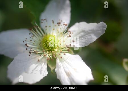 Blackberry Full Opened Flower Macro on Darker Background Stock Photo