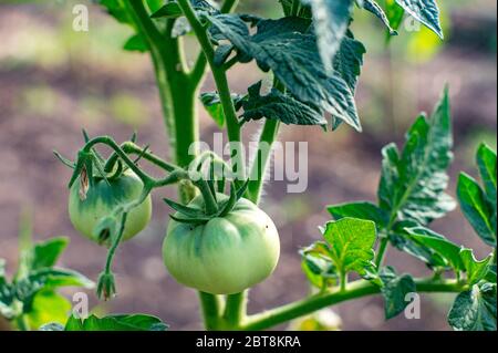 red tomato damaged by disease and pests of fall leaves and fruits of tomato Stock Photo