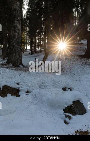 The sun shines through thick forest trees in the winter town of Pahalgam in Kashmir Stock Photo