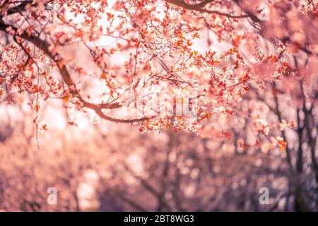 Spring nature blossom background. Beautiful nature scene with blooming tree and sun flare. Dream nature closeup, spring blooming flowers backdrop. Stock Photo