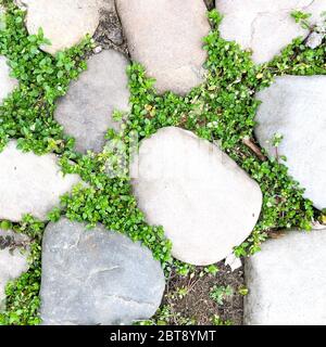 Stone path with green grass closeup. Abstract garden pattern Stock Photo