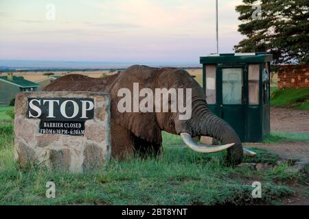 An elephant drinks directly at the ranger's house from Oloololo Gate in the Masai Mara National Park