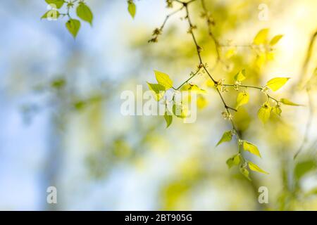 Fresh and green leaves on blue sky. Beautiful closeup nature view of green leaf on blurred greenery background in garden. natural green plants Stock Photo