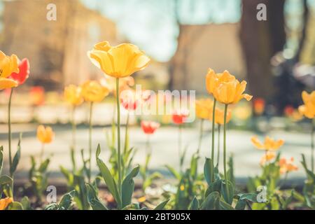 Tulip in spring under sun ray, Beautiful and colorful tulip on sun light. Stock Photo