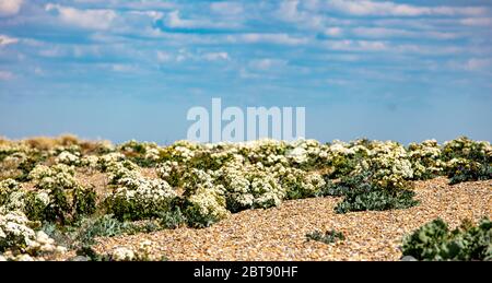 Sea Kale Growing by the Sea Stock Photo