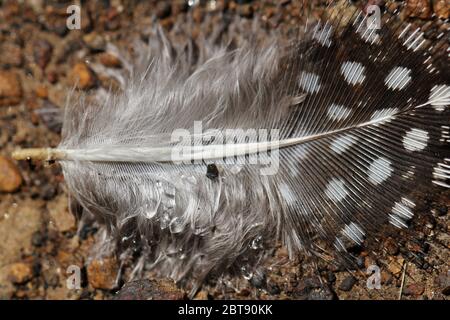 Close up of a guinea fowl's feather, with typical white spots on dark brown Stock Photo