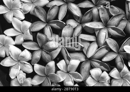 This unique black and white photo shows pink and white colored jasmine flowers floating on water in a spa. The picture was taken in Thailand Stock Photo