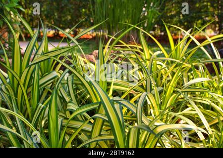 This unique photo shows an evergold grass plant, photographed in an ornamental garden in Thailand Stock Photo