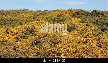 The Yellow Flowering Gorse in Suffolk Stock Photo