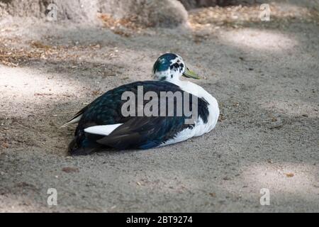 white and black duck sits on the sand,in side view, with shadow Stock Photo