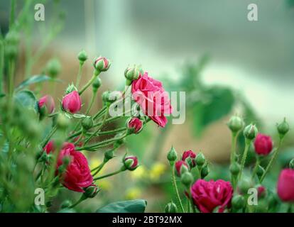 Roses Stock Photo