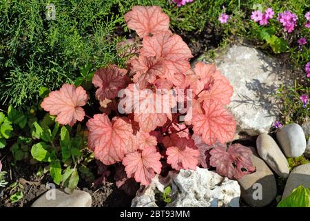 Geicher Paprika perennial among smooth stones, plant with decorative burgundy orange wavy leaves. Caramel Gorgeous warm rich orange hirsute foliage wi Stock Photo