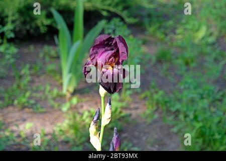 dark burgundy irises in the garden close-up. growing flowers in spring. decoration of flower beds vinous irises, flowering period. Stock Photo