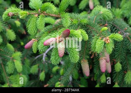 Young beautiful pink fir cones on a branch closeup in spring in a city park. Beautiful spruce tree acrocona pusch. Conifer with colored cones Stock Photo