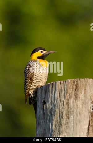 Close up of a campo flicker (Colaptes campestris) perched on a tree trunk, South Pantanal, Brazil. Stock Photo