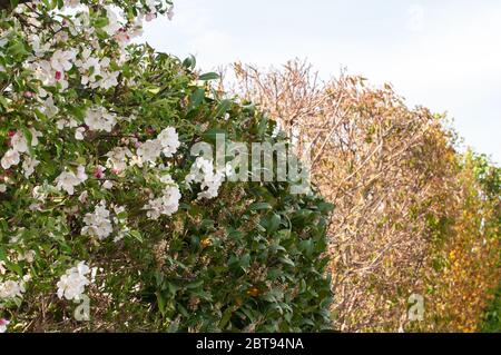 side view to a hedge in springtime with flowering crabapple and cherry laurel Stock Photo