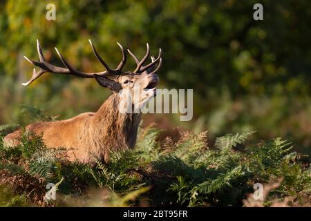 Close-up of a red deer stag calling during rutting season in autumn, UK.