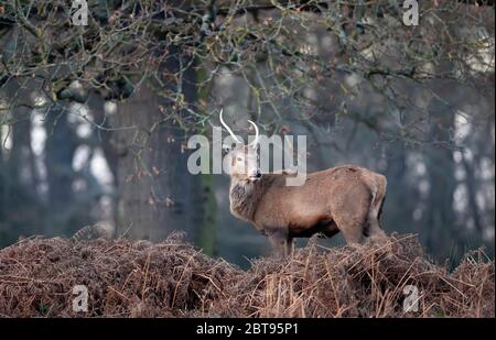 Close-up of a young red deer stag standing in ferns against trees during rutting season in UK. Stock Photo