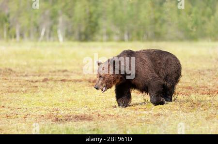 Brown bear male crossing a swamp in summer, Finland. Stock Photo