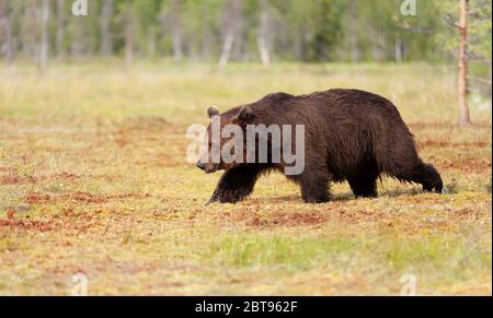 Brown bear male crossing a swamp in summer, Finland. Stock Photo