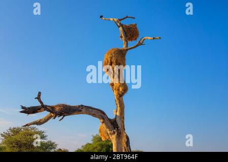 Thorn tree with weavers nests in Etosha National Park, Namibia Stock Photo