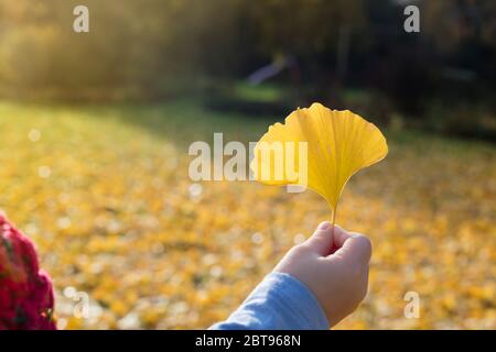 Child holding a yellow gingko leaf on a sunny day. Stock Photo