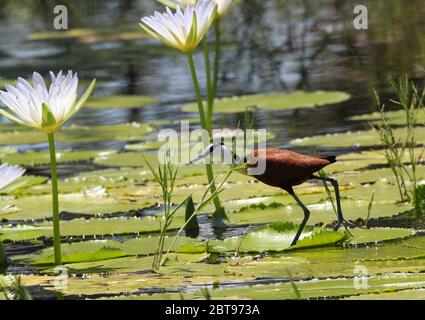 African Jacana  walking on the leaves of the water lilies in the oshonas in the north of Namibia. Stock Photo