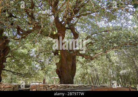 Secular tree in Sardinia Stock Photo