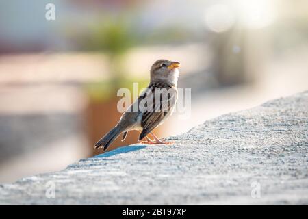 Sparrow amusingly sits on a stone wall in bright sunlight with a smooth background. The house sparrow, Passer domesticus, female Stock Photo