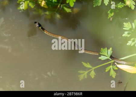Grass snake natrix natrix swimming in water in a ditch. Small young grass snake with round pupils yellow neck collar greenish body with dark blotches Stock Photo