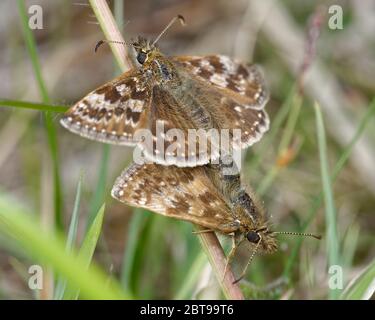 Dingy Skipper - Erynnis tages  Mating pair in grass Stock Photo