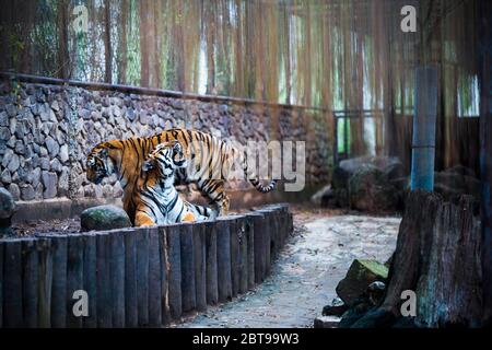 two tigers in zoo, big tigers Stock Photo