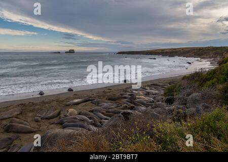 Elephant Seals, Walruses lying on the beach, California Coastal trail. Pacific Ocean. Stock Photo