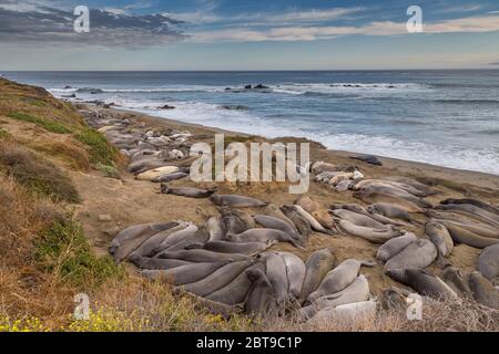 Elephant Seals, Walruses lying on the beach, California Coastal trail. Pacific Ocean. Stock Photo