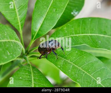 Close-up of an earthen dung beetle on green foliage on a bright sunny day. Stock Photo