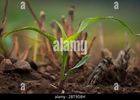 A tiny cornstalk sprouts from the earth and emerges among the wheat stubble in a no till operation. Stock Photo