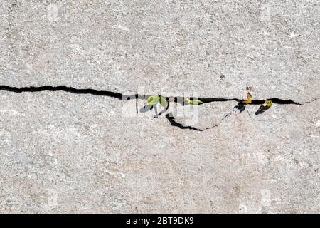 A young little green plant starting to grow in a crack of concrete. The beginning of a new life concept. Flat lay Stock Photo