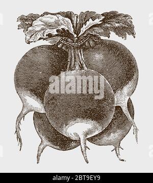 Bunch of five red, white tip radishes, after a historical engraving from the early 20th century Stock Vector