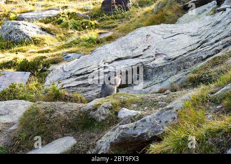 Alpine Marmot (Marmota marmota) family. Stock Photo